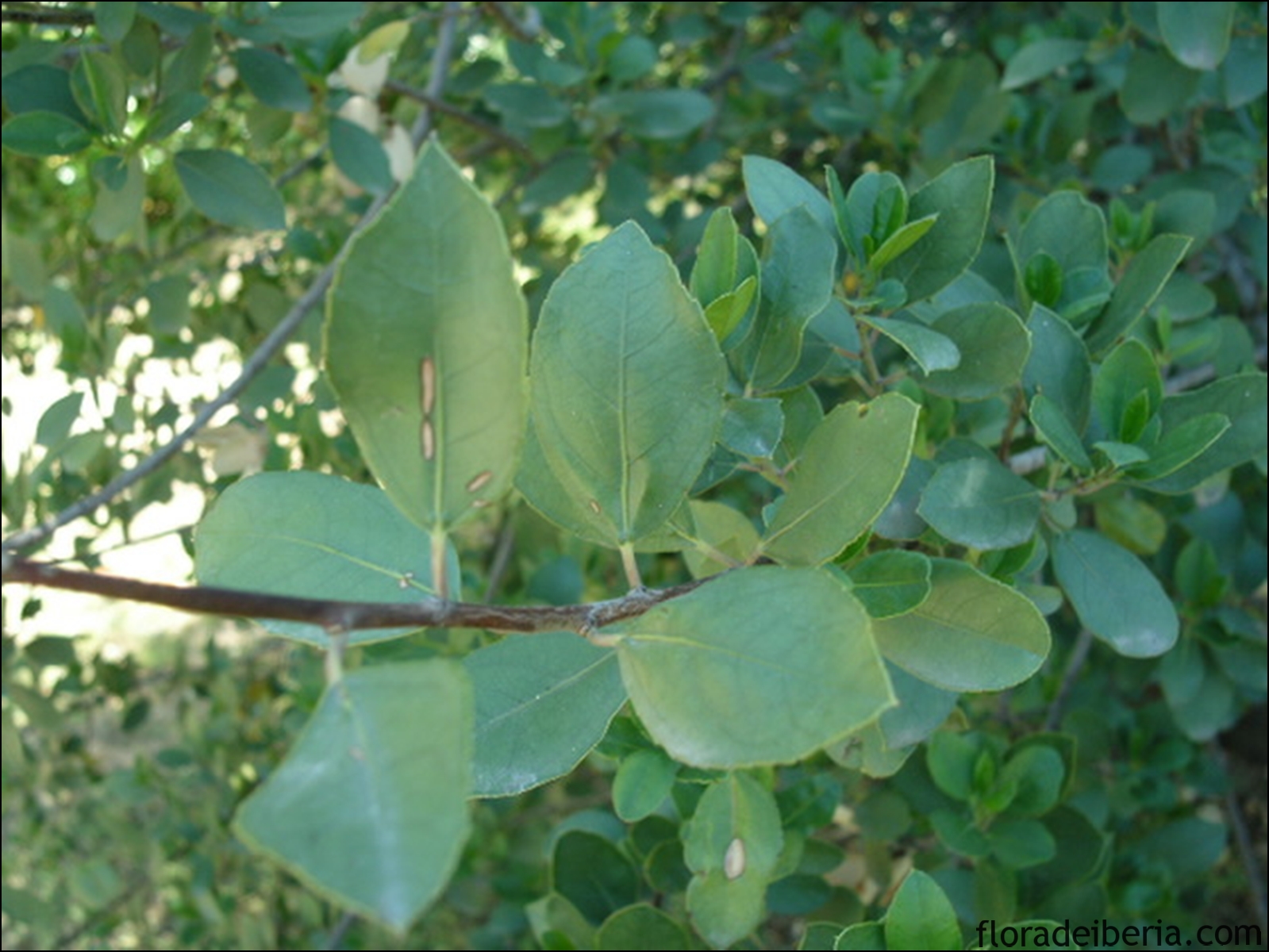 "Rhamnus alaternus" (Aladierno)